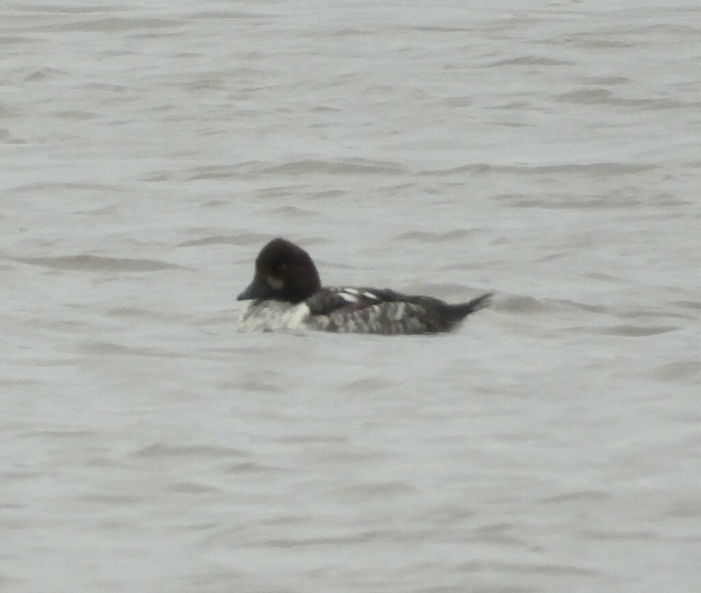 Common Goldeneye from Великий Новгород, Новгородская обл., Россия on ...