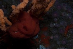 Pseudodromia latens