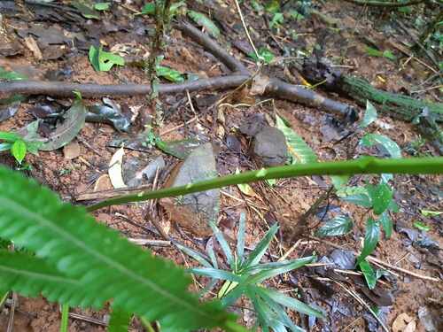 Sphaerostephanos heterocarpus observed 2024-03-14