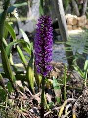 Arpophyllum giganteum