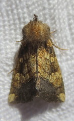 Papaipema cataphracta