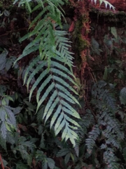 Polypodiastrum mengtzeense