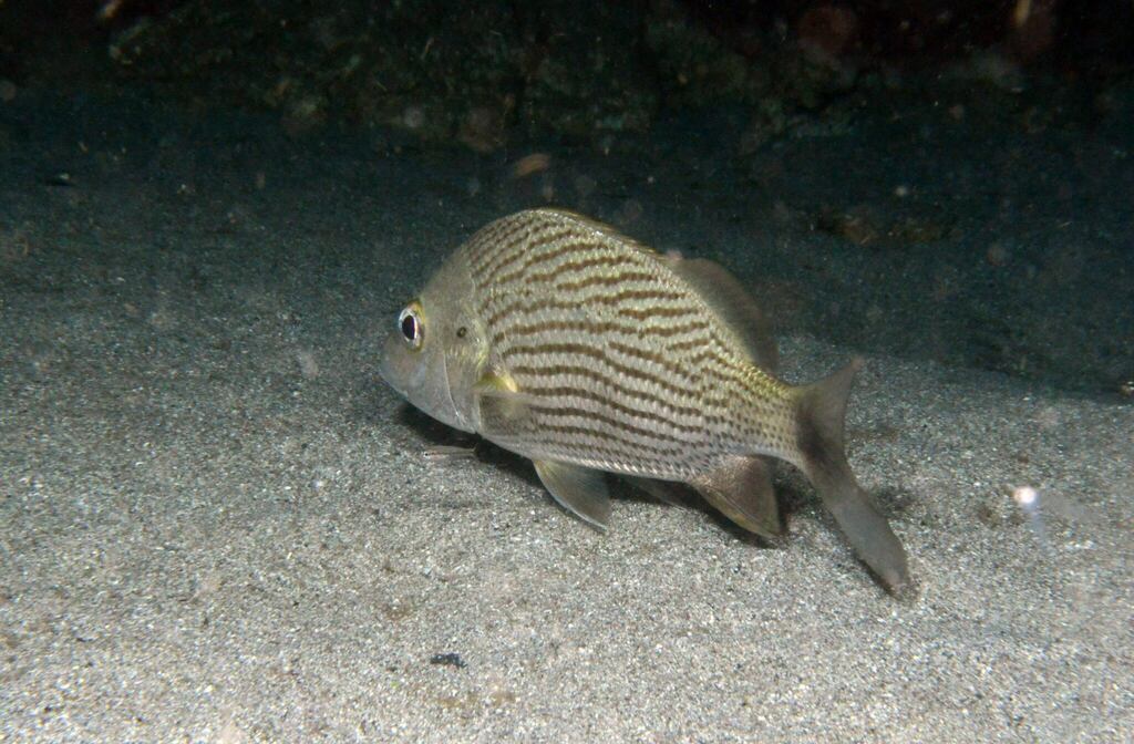 Black grunt (Haemulon bonariense) — Haemulidae