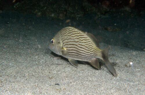 Black grunt (Haemulon bonariense) — Haemulidae