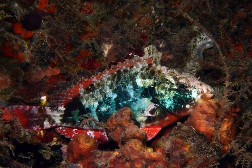 Redband Parrotfish