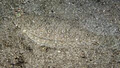 Channel Flounder photo 3