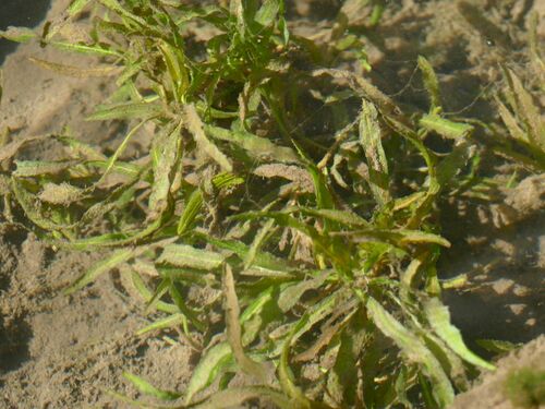 Image of Potamogeton sulcatus by (c) coenobita, some rights reserved (CC BY)