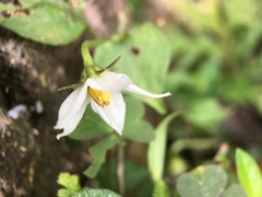 Lycianthes lysimachioides