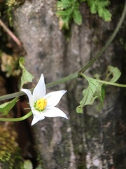 Lycianthes lysimachioides