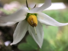 Lycianthes lysimachioides