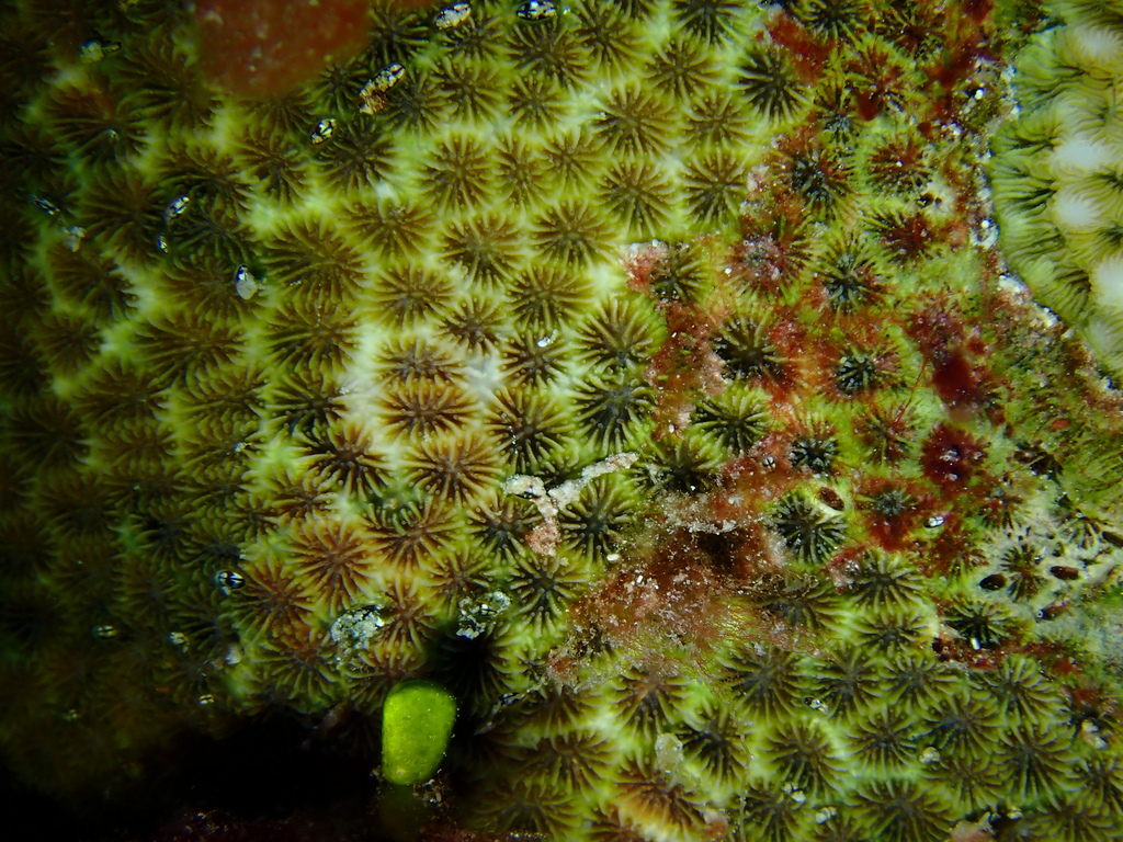 Leptastrea from Funafuti, Tuvalu on March 24, 2024 at 02:50 PM by Debra ...