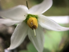 Lycianthes lysimachioides