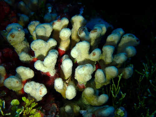 Maldive Coral