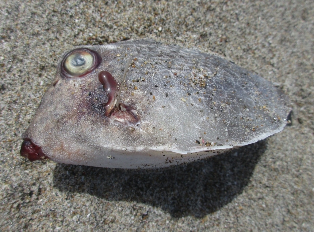 Puffers and Filefishes from Cape Irago on March 29, 2024 at 01:57 PM by ...