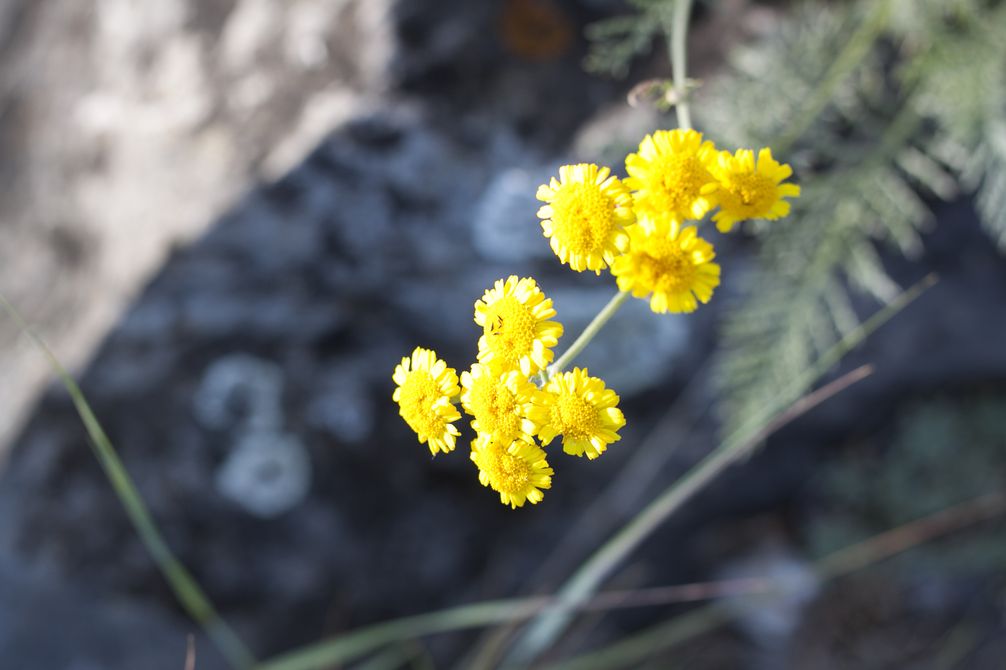 Tanacetum millefolium