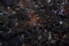 Pseudopotamilla reniformis