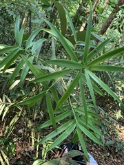 Podocarpus matudae