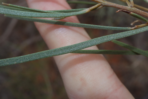Image of Acacia aneura by (c) Thomas Mesaglio, some rights reserved (CC BY)