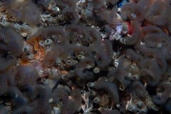 Pseudopotamilla reniformis