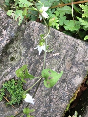 Lycianthes lysimachioides