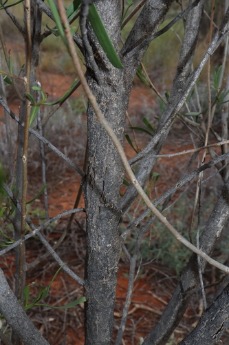 Image of Turkeybush (Eremophila deserti) by (c) Thomas Mesaglio, some rights reserved (CC BY)