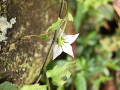 Lycianthes lysimachioides