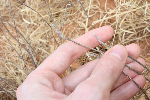 Image of Pimelea simplex by (c) Thomas Mesaglio, some rights reserved (CC BY)