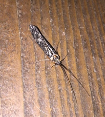 Clistoronia magnifica