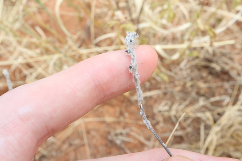 Image of Pimelea simplex by (c) Thomas Mesaglio, some rights reserved (CC BY)