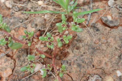 Image of Trianthema triquetrum by (c) Thomas Mesaglio, some rights reserved (CC BY)