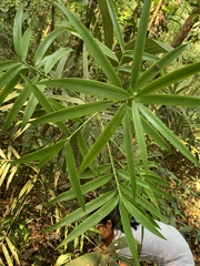 Podocarpus matudae