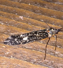 Clistoronia magnifica