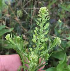 Lepidium austrinum