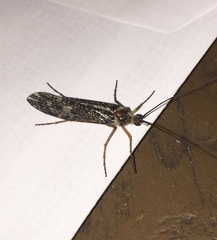 Clistoronia magnifica