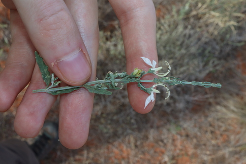 Image of Teucrium racemosum by (c) Thomas Mesaglio, some rights reserved (CC BY)