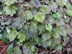 Dendrohypopterygium filiculiforme