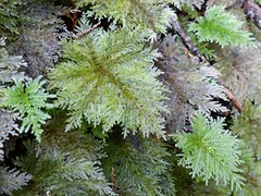 Dendrohypopterygium filiculiforme