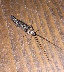 Clistoronia magnifica