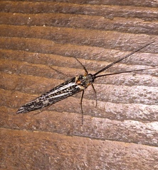 Clistoronia magnifica