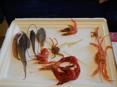 Roughtip Grenadier photo 3