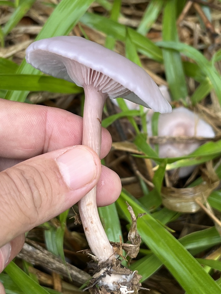 Collybia sordida · March 2024 · photo: © mariobarroso (iNaturalist, cc-by)