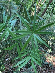 Podocarpus matudae
