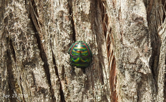 Poecilocoris splendidulus