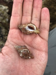 Ocenebrinae