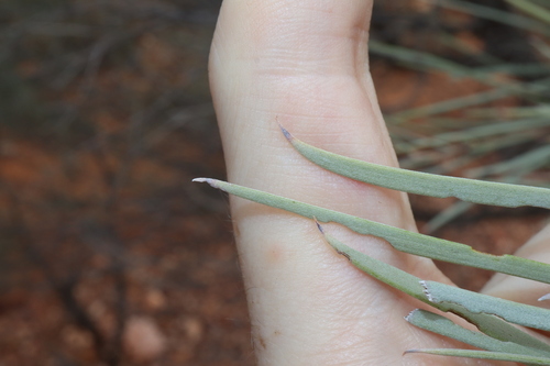 Image of Acacia loderi by (c) Thomas Mesaglio, some rights reserved (CC BY)