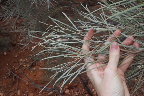 Image of Acacia loderi by (c) Thomas Mesaglio, some rights reserved (CC BY)