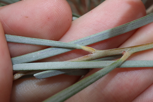Image of Acacia loderi by (c) Thomas Mesaglio, some rights reserved (CC BY)