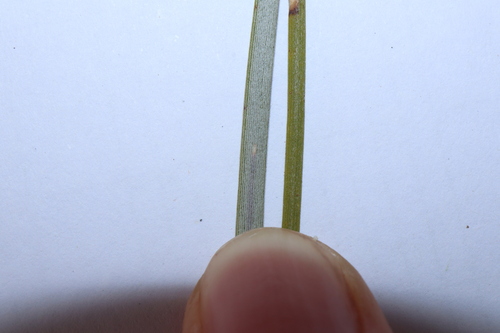 Image of Acacia loderi by (c) Thomas Mesaglio, some rights reserved (CC BY)