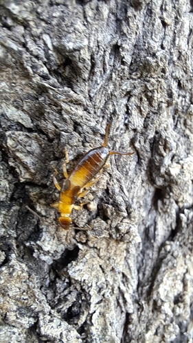 Smyrnean Earwig photo 4
