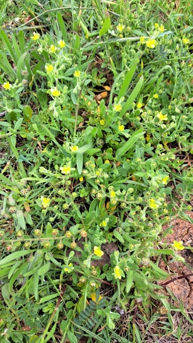 Image of Helianthemum salicifolium by (c) Nachman bones, some rights reserved (CC BY)